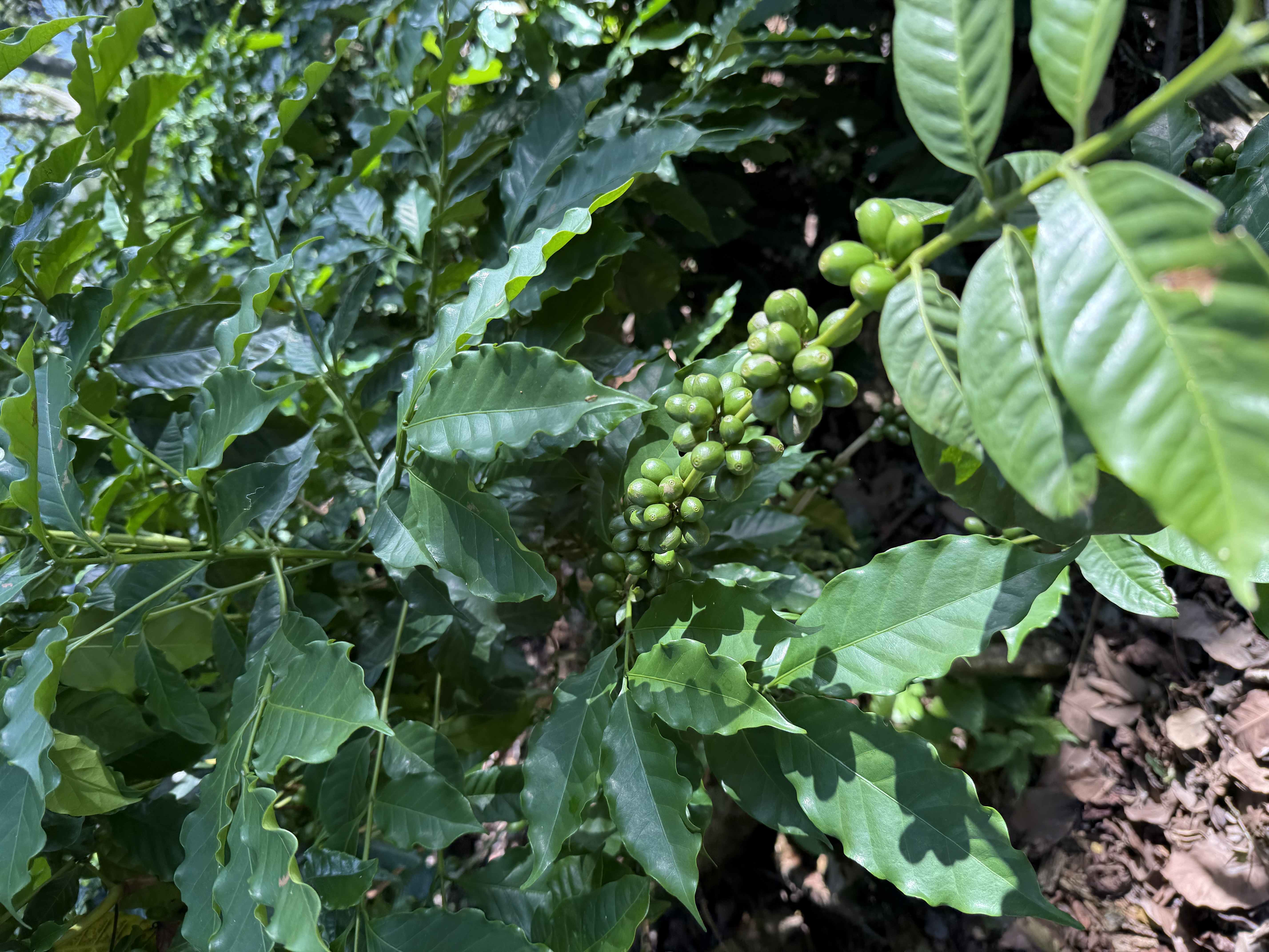 Close-up of Bourbon coffee cherries on a 40-year-old tree at Finca Argelia